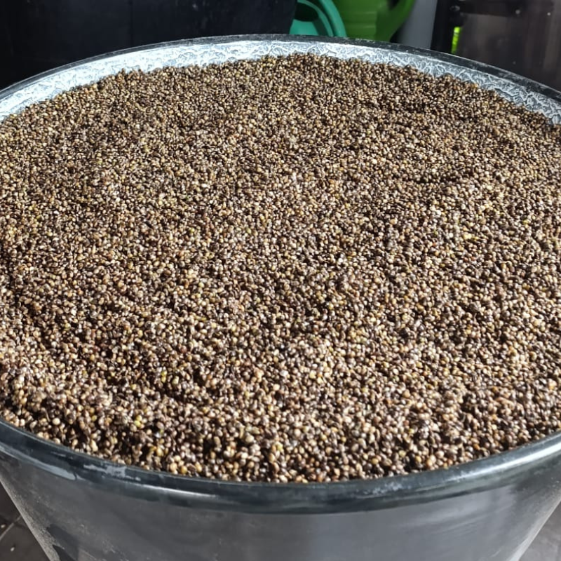 Hemp-konoplja-kuhana