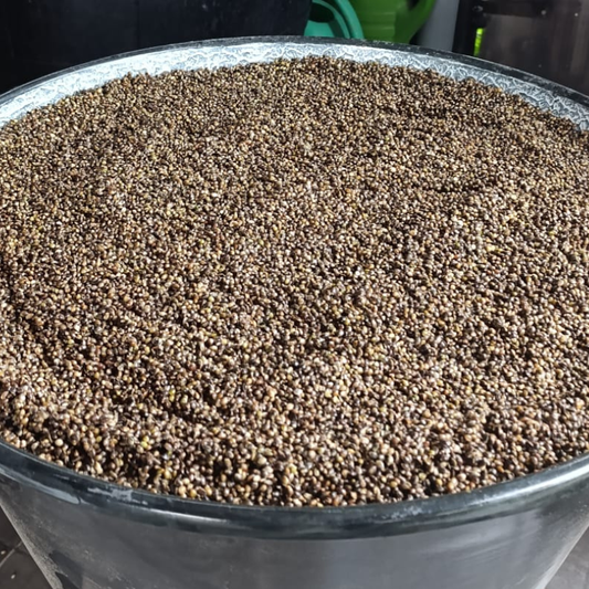 Hemp-konoplja-kuhana