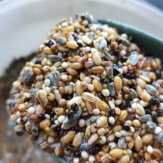 seeds-particle-carpfishing-bird-sjemenke